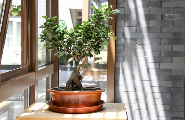 Sprzedaż i kupno bonsai - powiew orientu w twoim domu