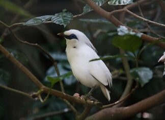 Ile pasów w naczepie?