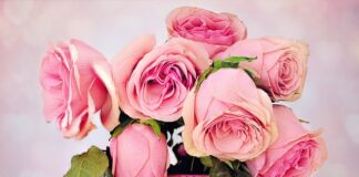 Czego nie lubią róże?