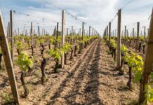 Czym różnią się trejaże od pergoli?