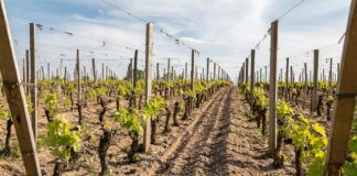 Czym różnią się trejaże od pergoli?