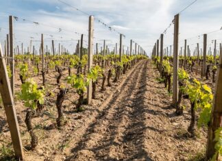 Czym różnią się trejaże od pergoli? Czym różnią się trejaże od pergoli?