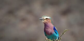 Jak umyć wałek po malowaniu?