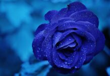 Czy obcinać przekwitłe kwiaty róży? Czy obcinać przekwitłe kwiaty róży?