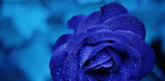 Czy obcinać przekwitłe kwiaty róży?