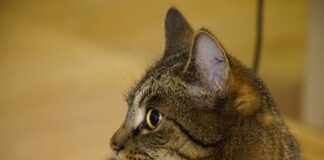 Ile lat ma Galadriela?