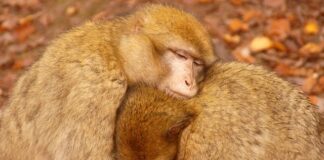 Czy opłaca się grzać kominkiem?