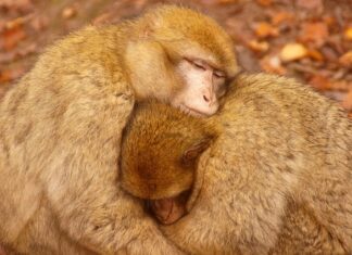 Czy opłaca się grzać kominkiem?