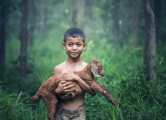 Czy koza daje ciepło?