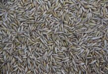 Gdzie produkuje się samochód Kia Picanto?