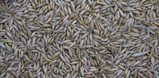 Gdzie produkuje się samochód Kia Picanto?