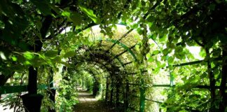 Po co jest pergola ogrodowa?