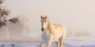 Jak nazywał się koń Aragorna?