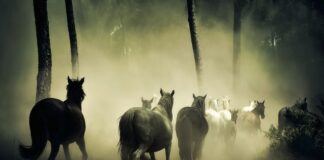 Ile koni ma Piła Husqvarna 51?