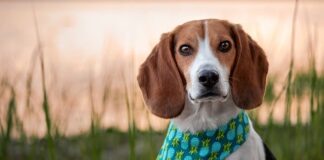 Czy z wiatrówki można zabić zająca?