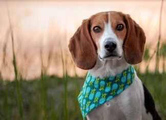 Czy z wiatrówki można zabić zająca? Czy z wiatrówki można zabić zająca?