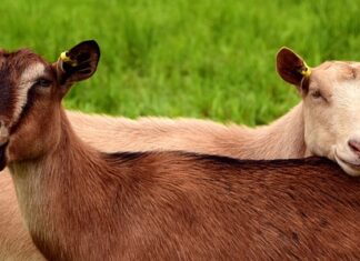 Na co szczepi się kozy?