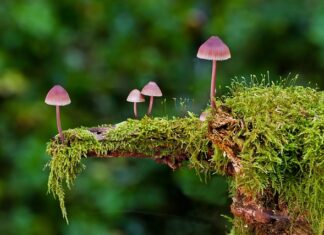 Jakie są rodzaje pilników?