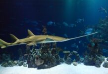 Jaka piła ciąć drzewo?