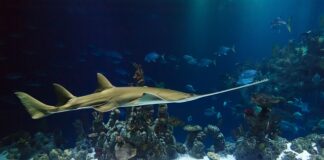 Jaka piła ciąć drzewo?