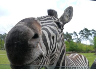 Jak korzystać z aktywnej piany na myjni?