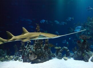 Jaka najlepsza piła spalinowa Husqvarna? Jaka najlepsza piła spalinowa Husqvarna?